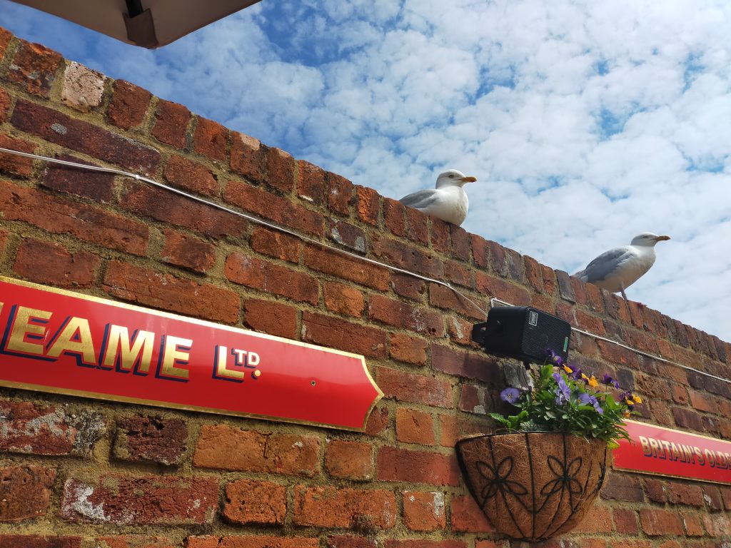 seagulls in Folkestone